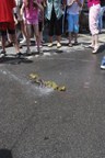 Frog Jumping Contest